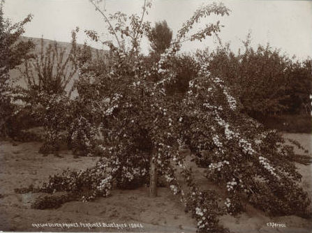 Oregon Silver Plums